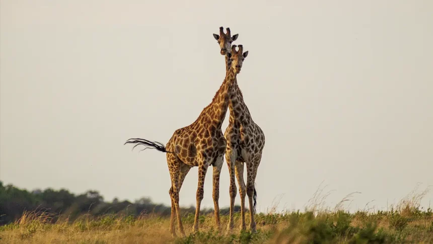 Limpopo South Africa Holiday Kruger National Park two Giraffes walking with eachother