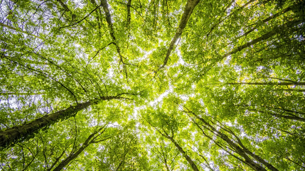 اليوم العالمي للغابات: إسهامات كيونت للحفاظ على البيئة عبر برنامج الإرث الأخضر